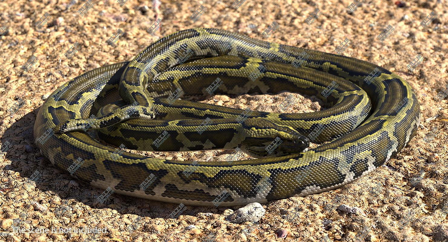 images/goods_img/2021040163/3D model Green Python Snake Curled Pose/5.jpg